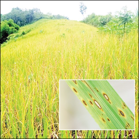 A section of jhum paddy field affected by blast disease in Naginimora subdivision. Inset: Symptoms of blast disease in a rice plant leaf. (Photo Courtesy: Department of Agriculture)